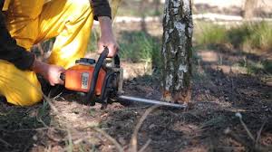 How Our Tree Care Process Works  in  Whitmore Lake, MI